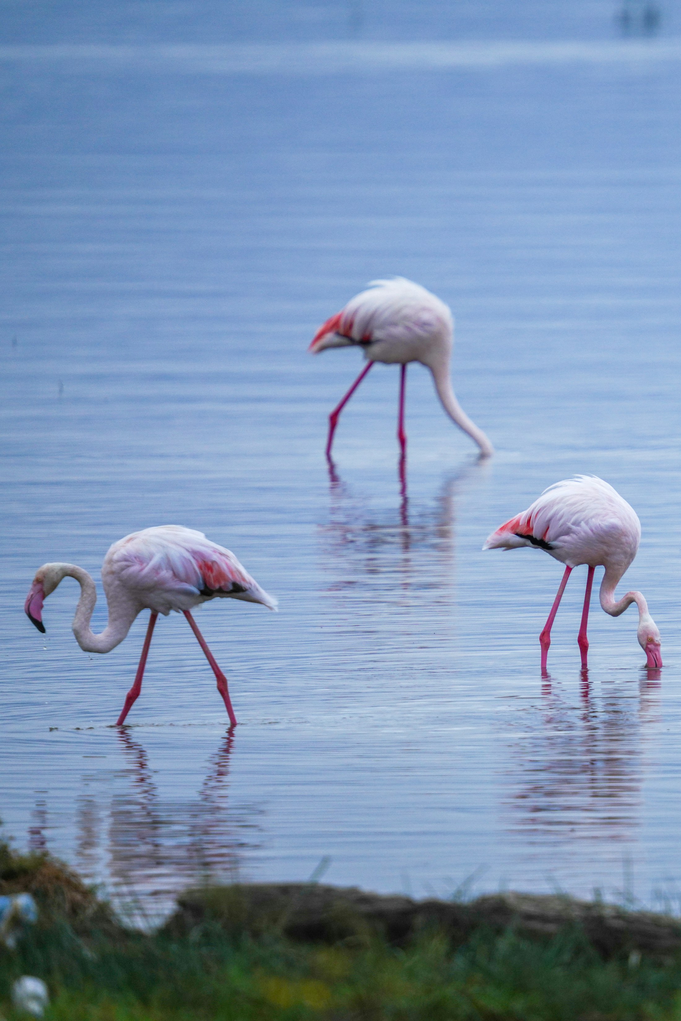 Flamingos wading in shallow water