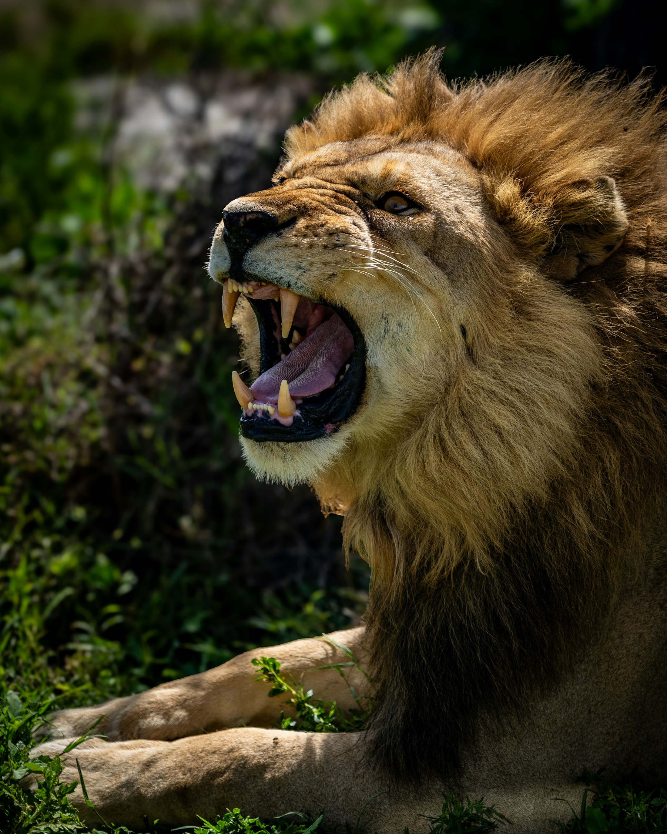 Male lion roaring in the Serengeti