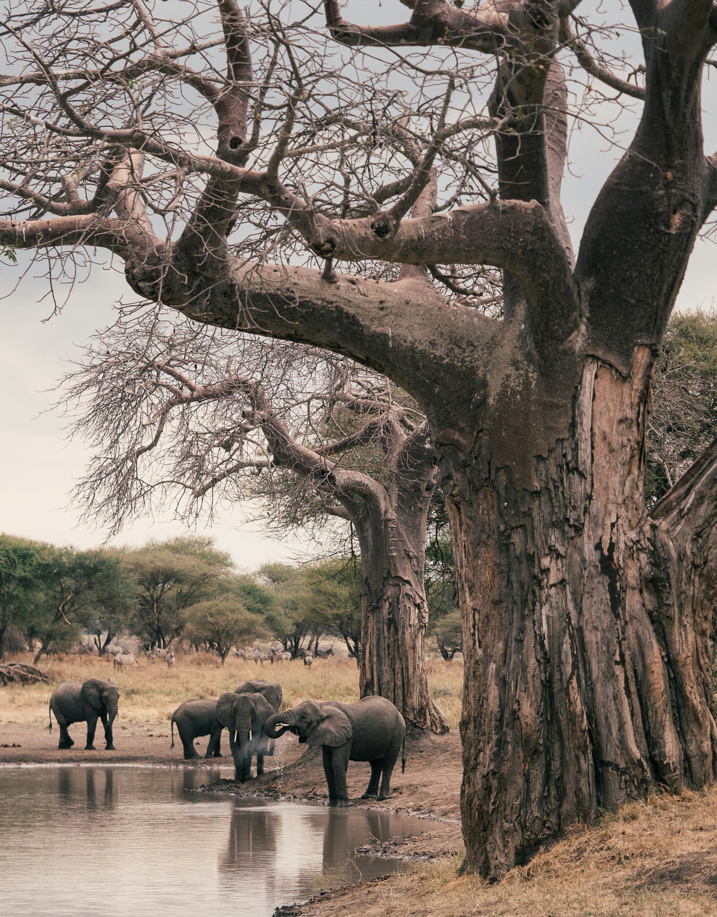 Elephant family in Tarangire