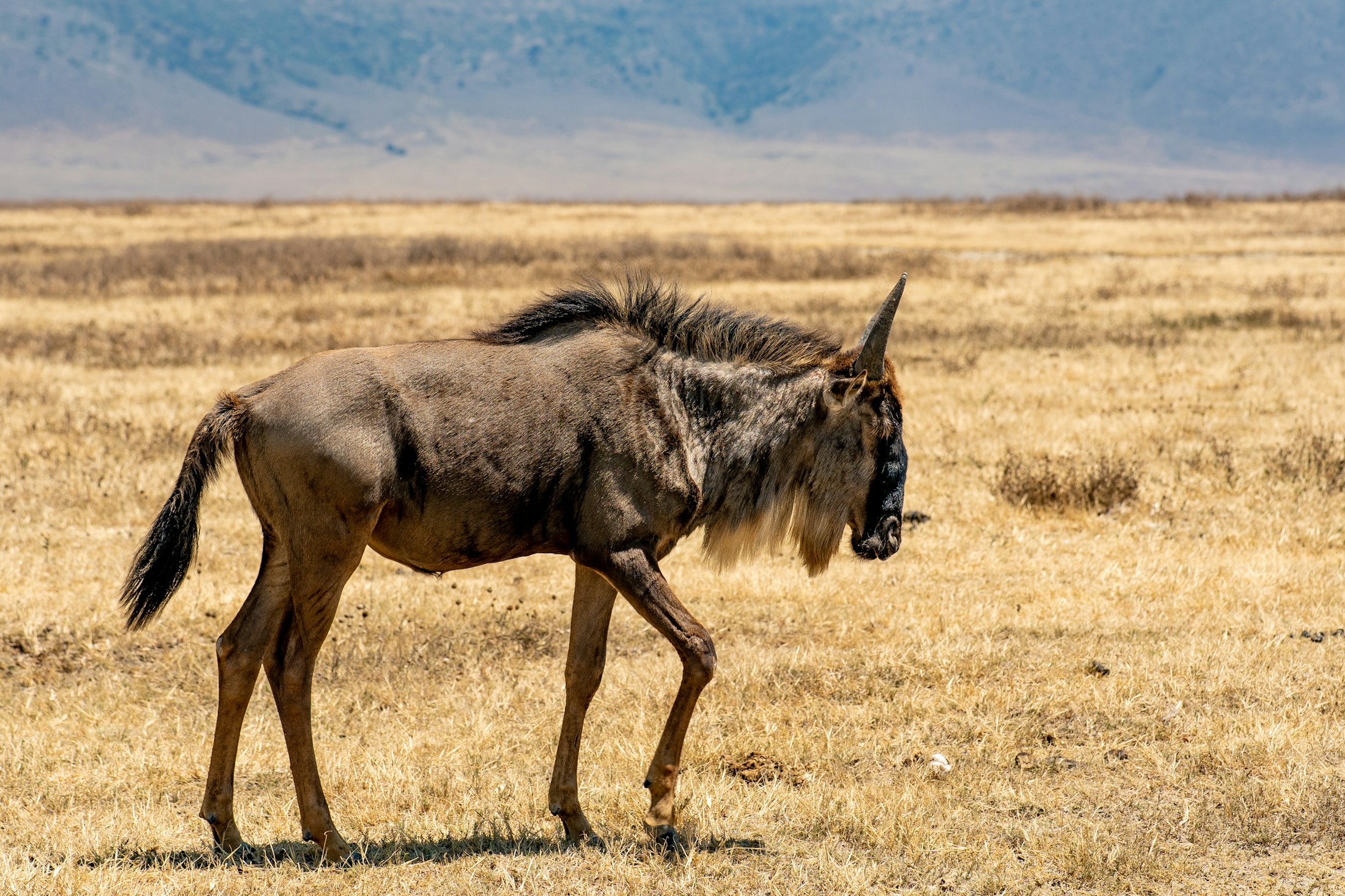 Wildebeest in dry savannah